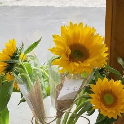 kok最新客户端app下载